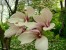 magnoliowo..:)