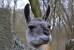 Lama